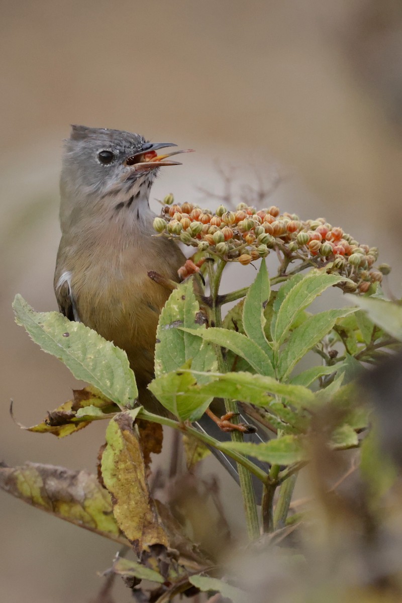 Stripe-throated Yuhina - ML646529162