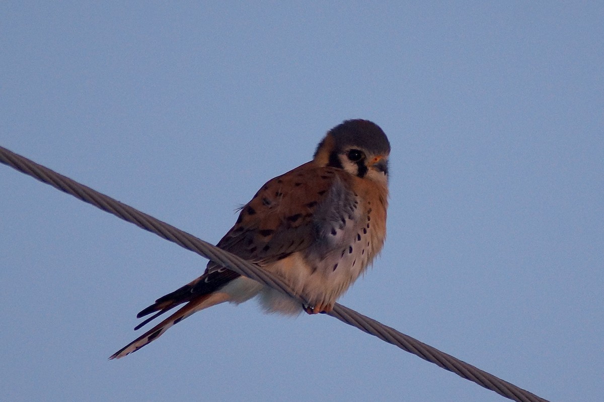 American Kestrel - ML646529163