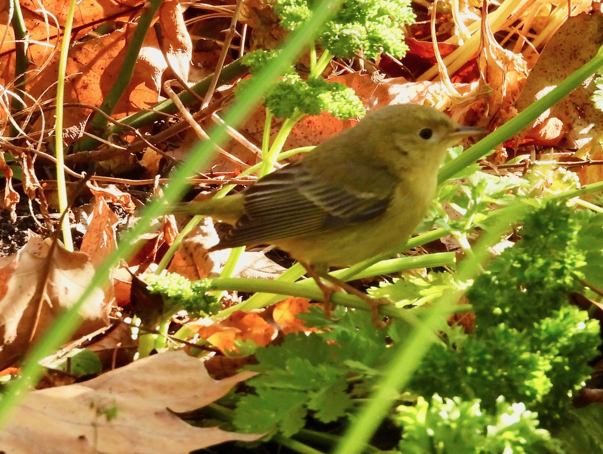 Northern Yellow Warbler - ML646529164