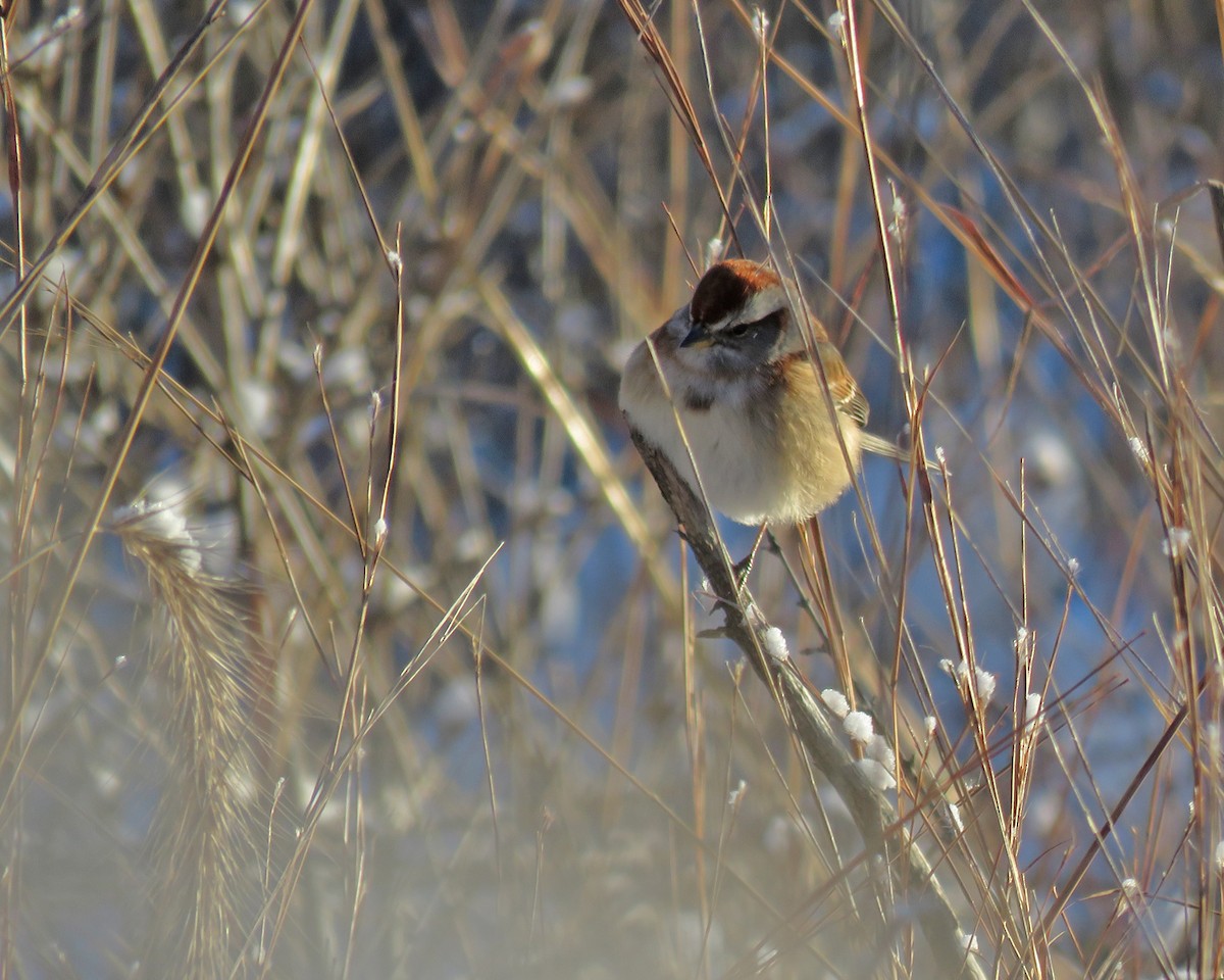 American Tree Sparrow - ML646529166
