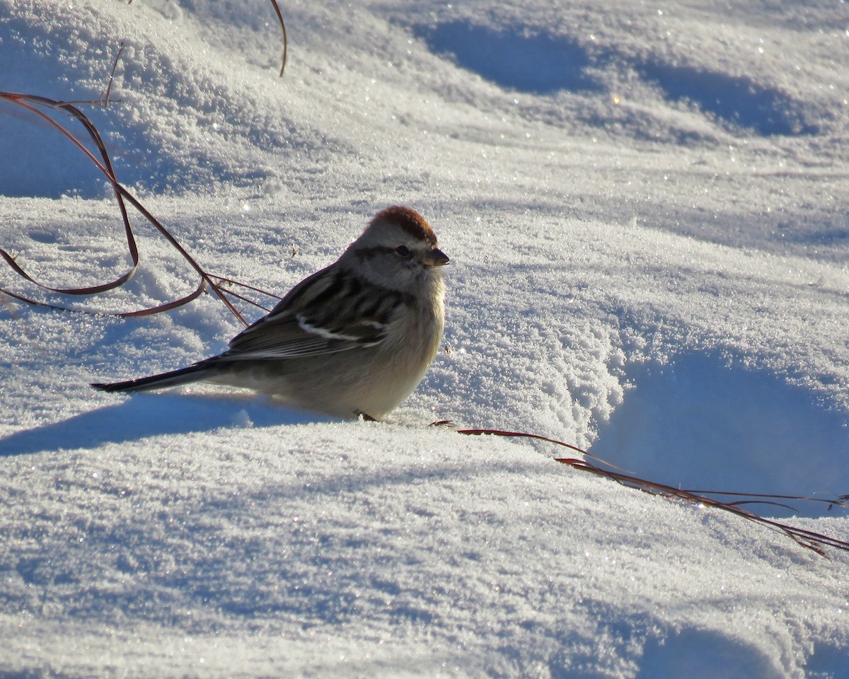 American Tree Sparrow - ML646529167