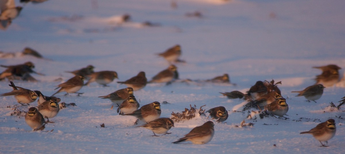 Эвэрт болжмор - ML646529168