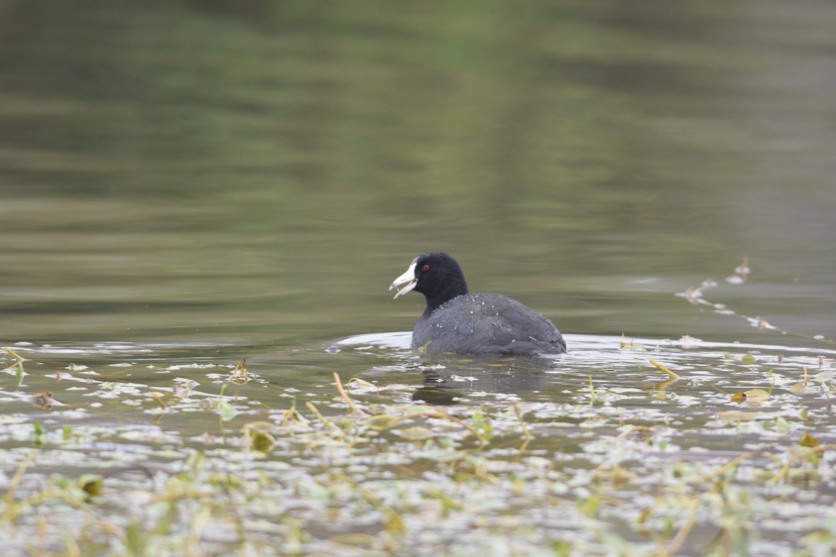 lyska americká - ML646529169