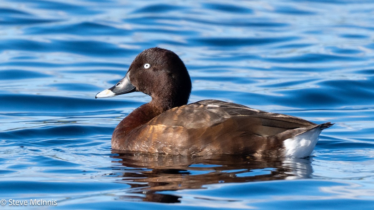 Hardhead - ML646529170