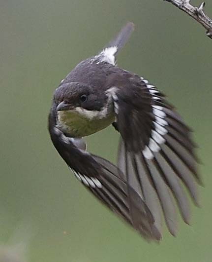 Fiscal Flycatcher - ML646529171
