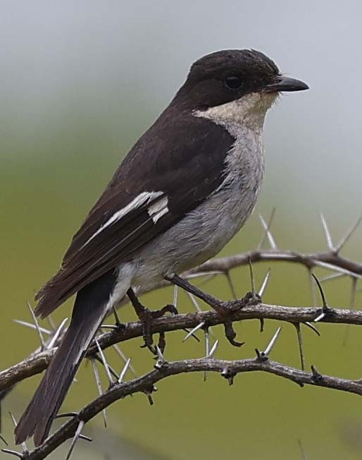 Fiscal Flycatcher - ML646529172