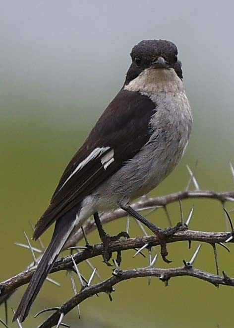 Fiscal Flycatcher - ML646529173