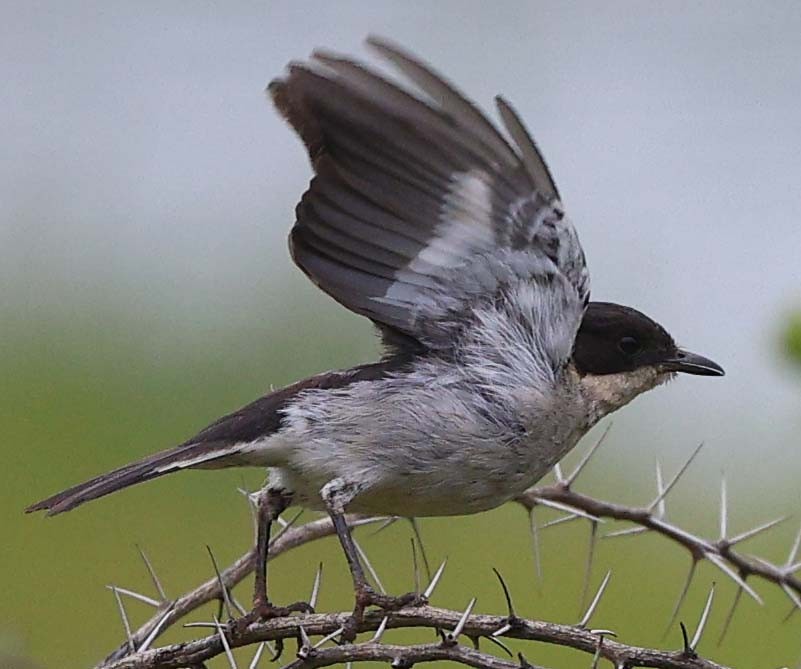 Fiscal Flycatcher - ML646529175
