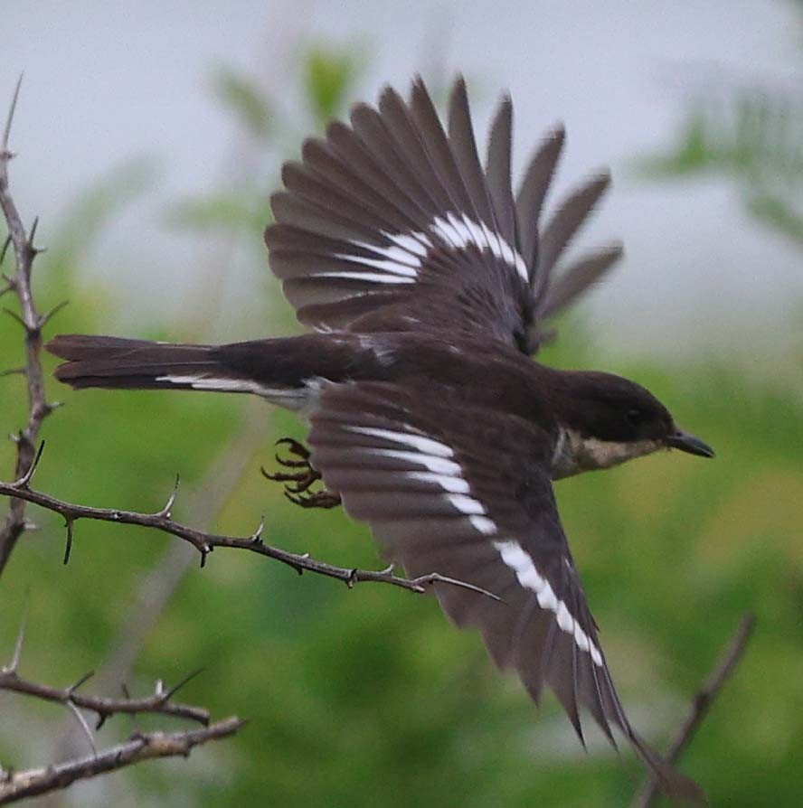 Fiscal Flycatcher - ML646529176