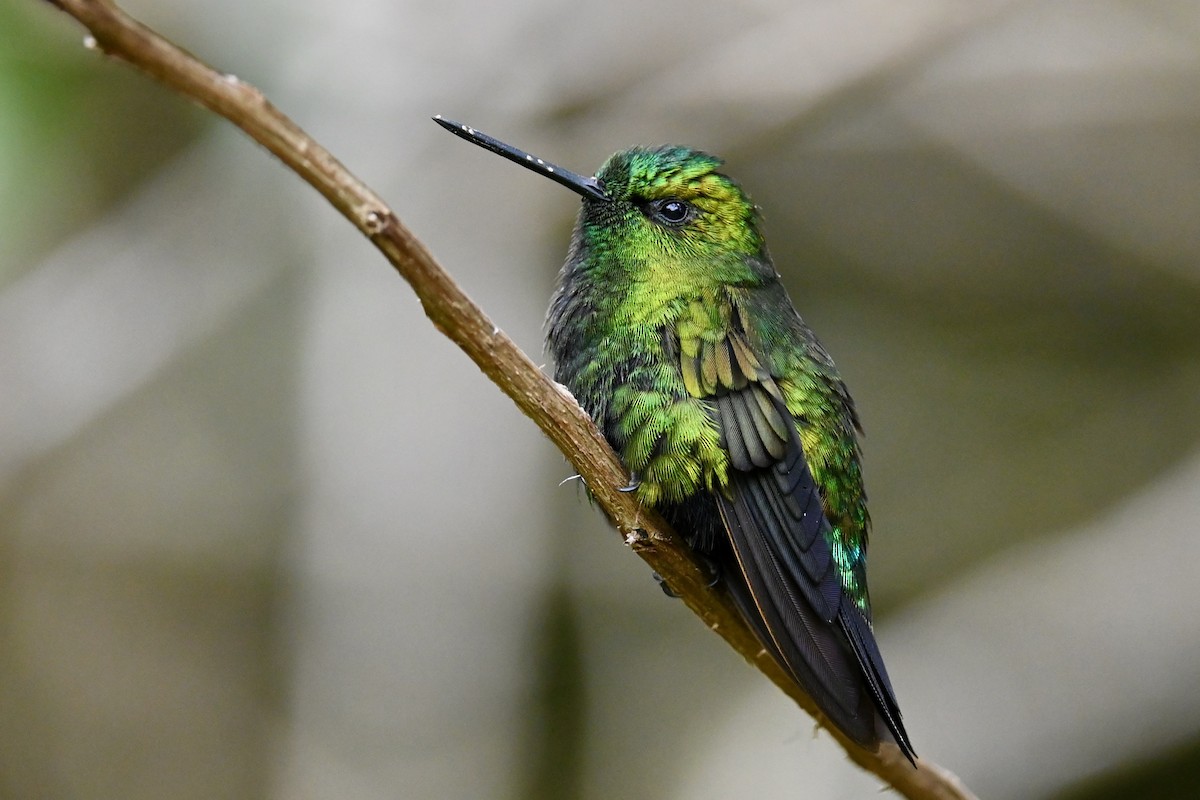 Black-thighed Puffleg - ML646529180
