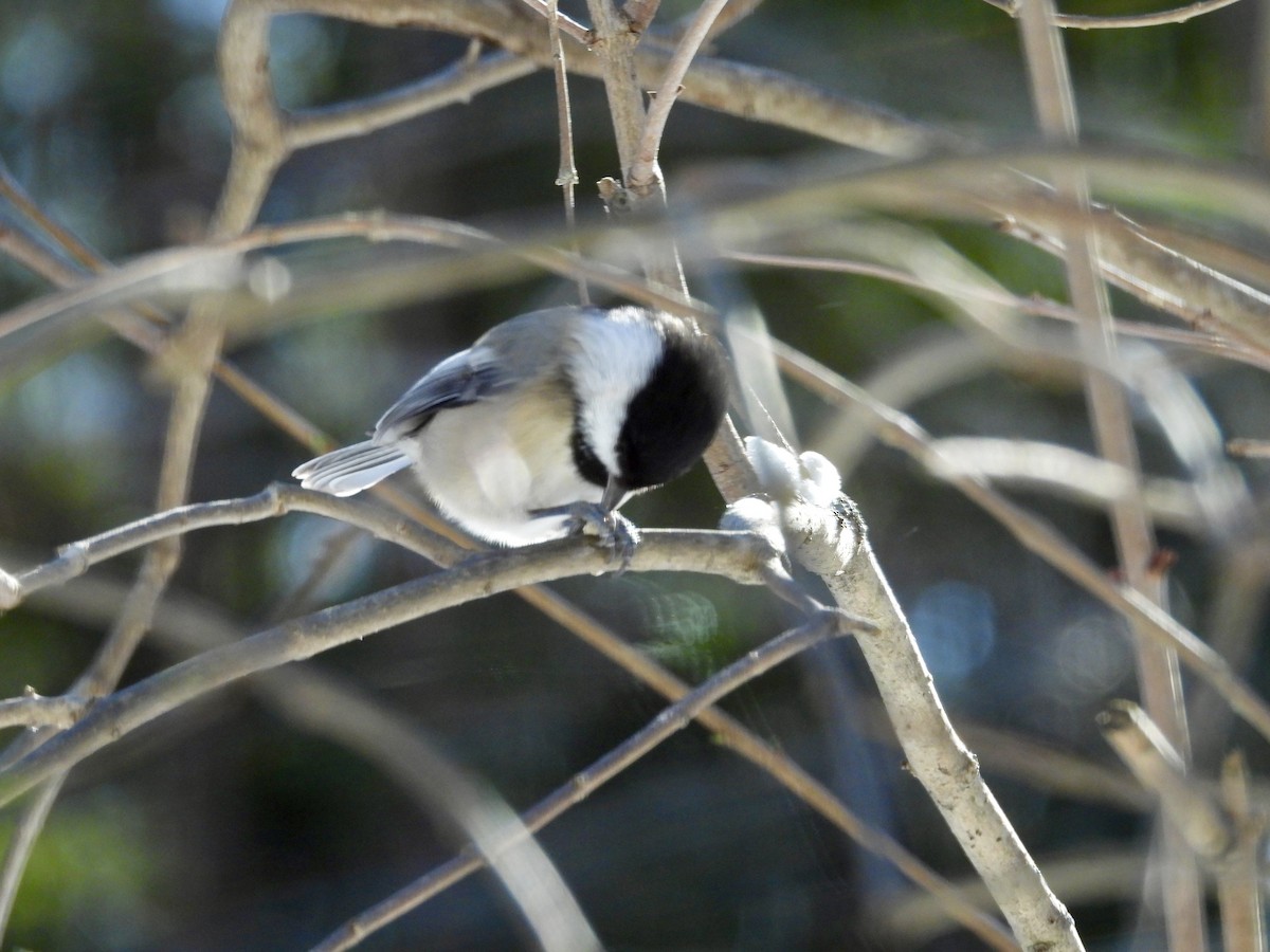 Гаїчка світлокрила - ML646529181