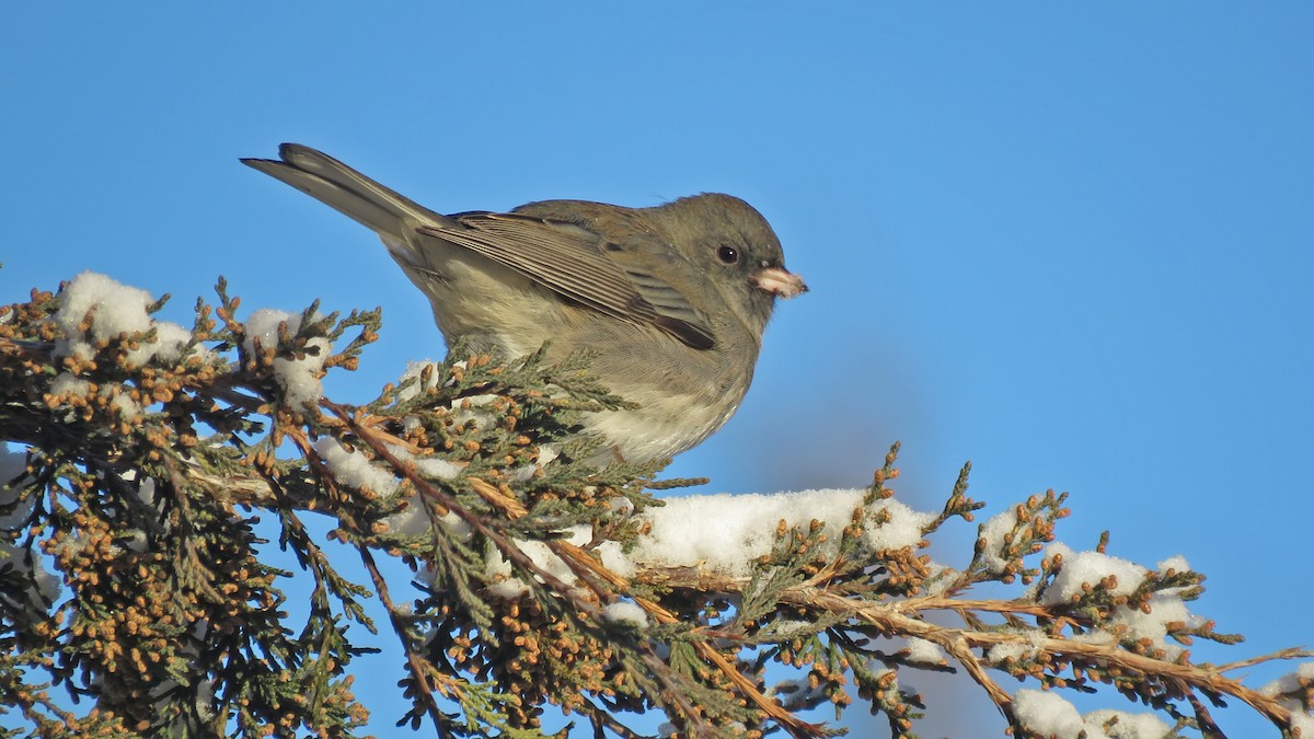 יונקו כהה-עין - ML646529182
