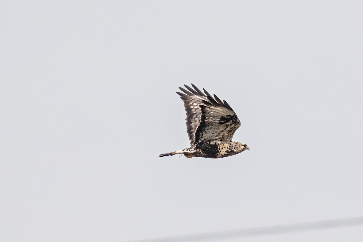 Rough-legged Hawk - ML646529183