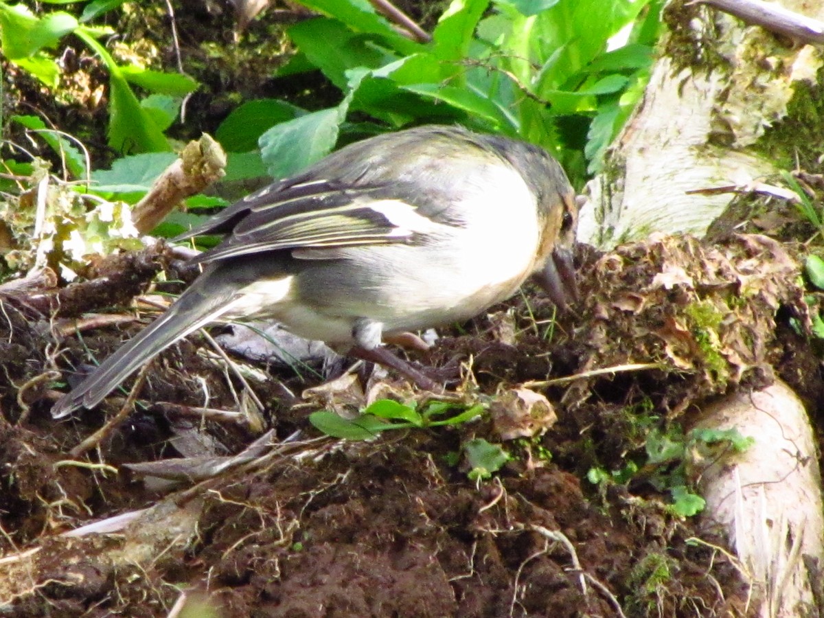 Azores Chaffinch - ML646529189