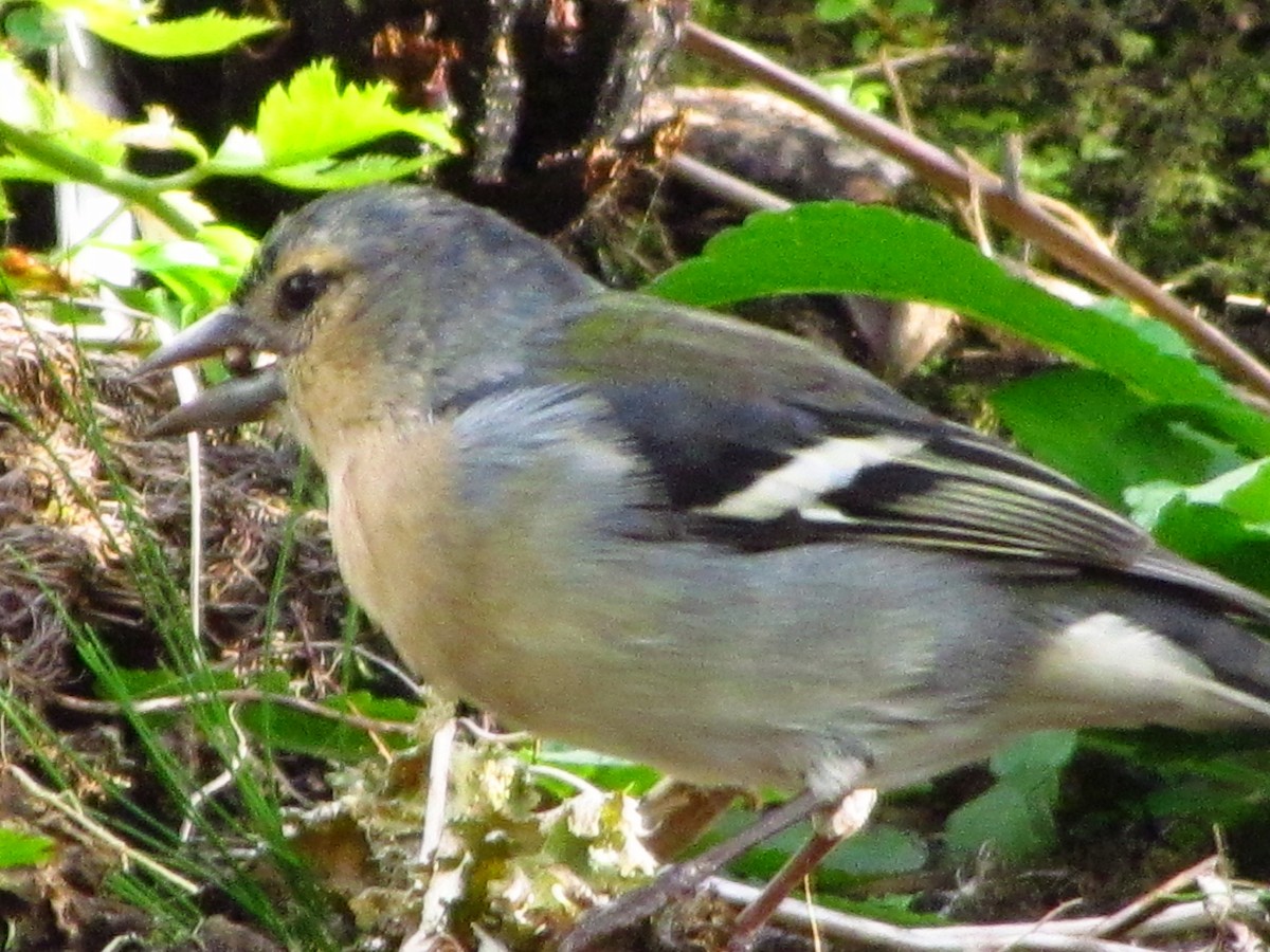 Azores Chaffinch - ML646529190