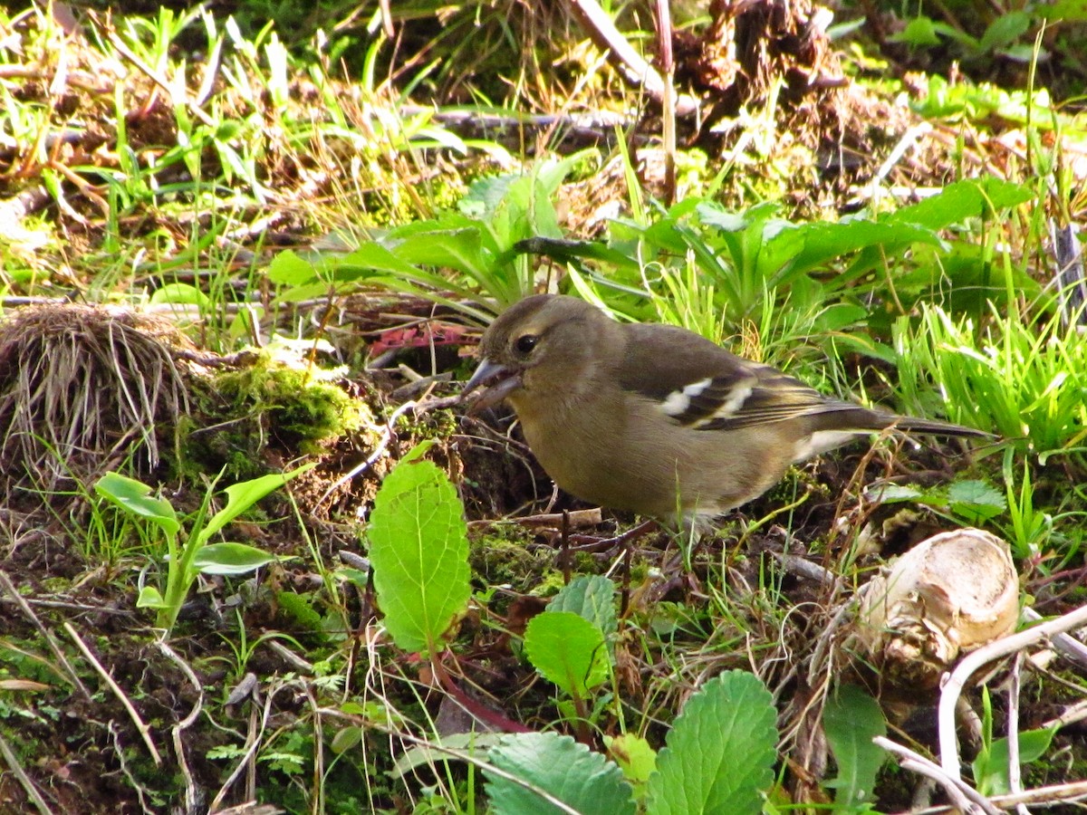 Azores Chaffinch - ML646529191
