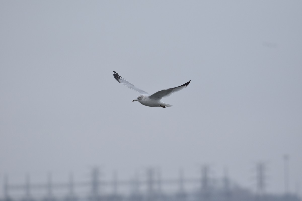 racek kroužkozobý - ML646529192