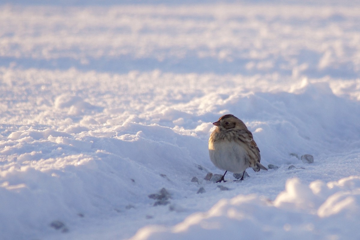 Буулгат хөмрөг - ML646529195