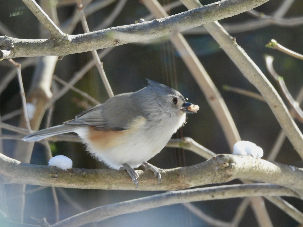 Синиця гострочуба - ML646529197