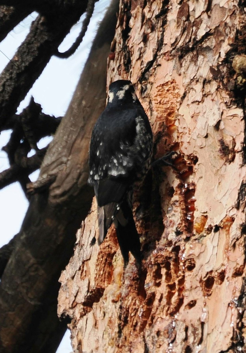 datel červenobradý - ML646529198