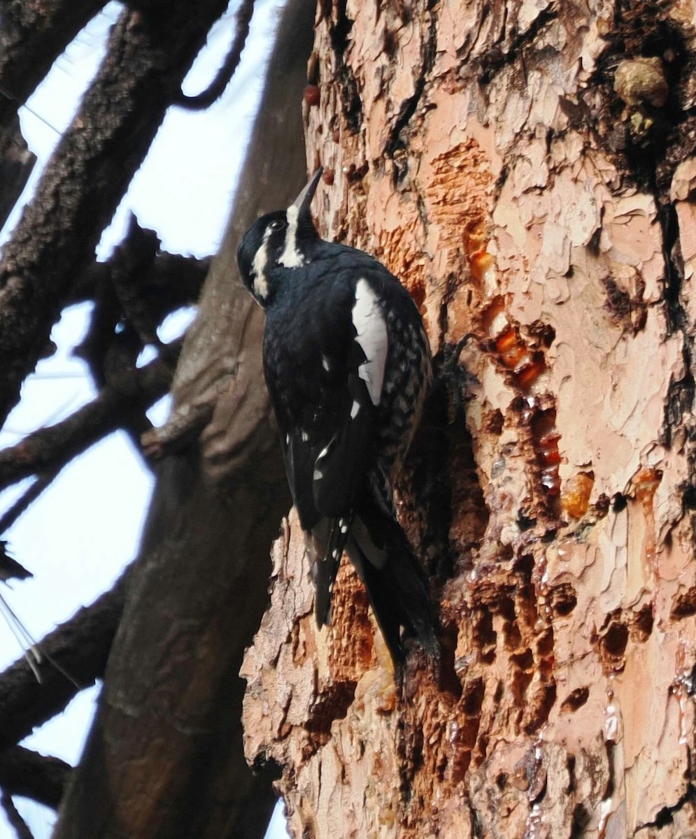 datel červenobradý - ML646529199