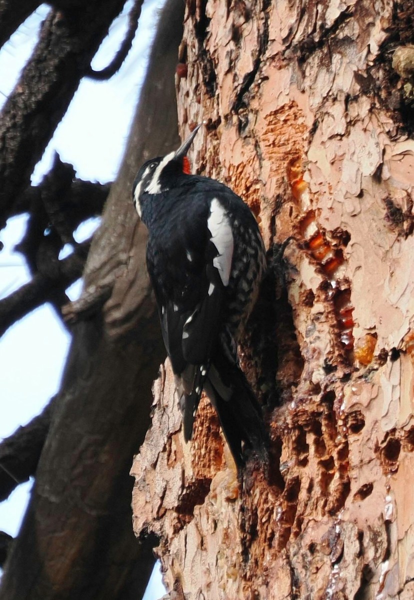 datel červenobradý - ML646529200