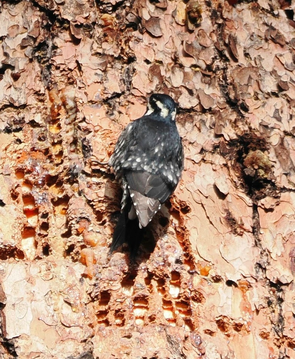 datel červenobradý - ML646529201