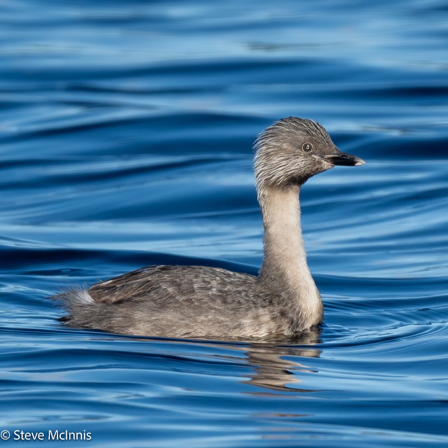 Zampullín Canoso - ML646529202
