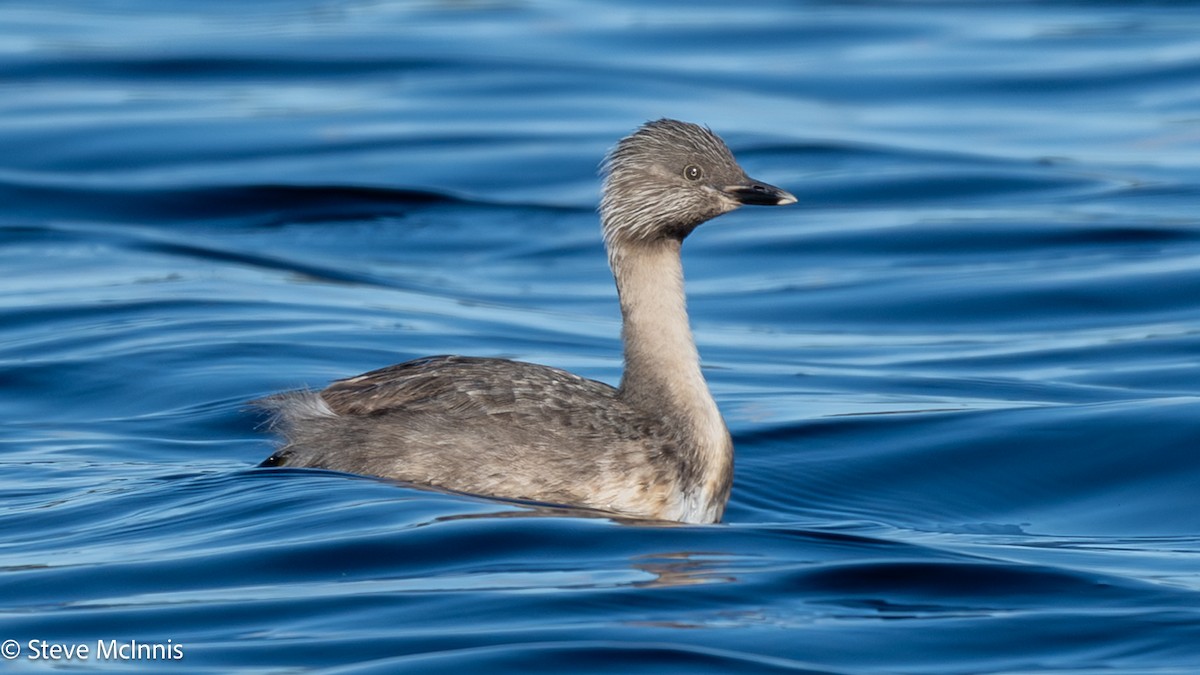 Zampullín Canoso - ML646529203