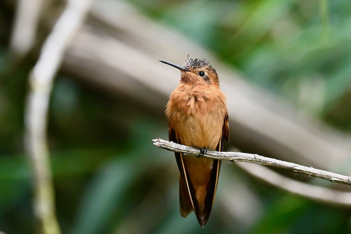 Shining Sunbeam - ML646529204