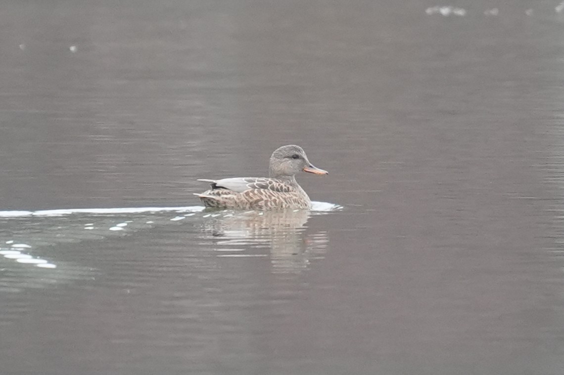 Gadwall - ML646529206