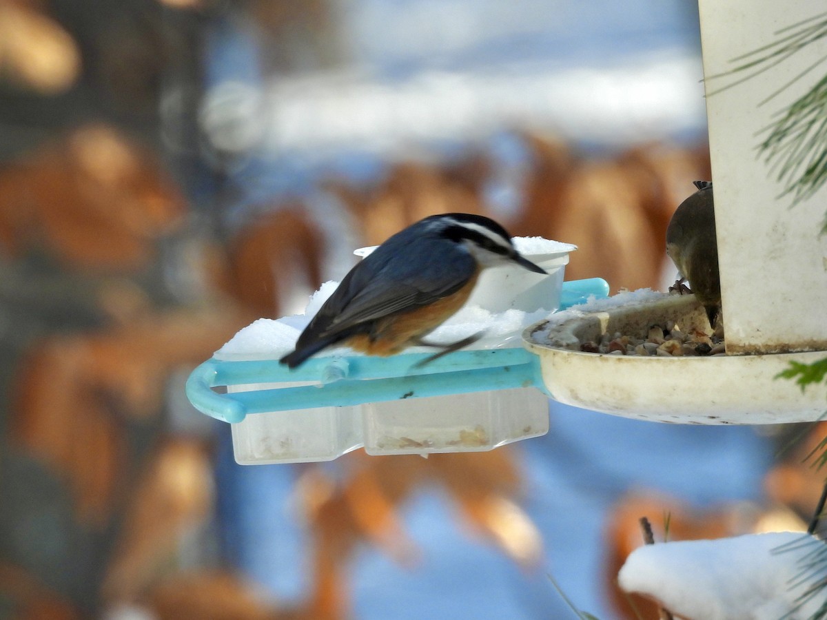 Повзик канадський - ML646529210