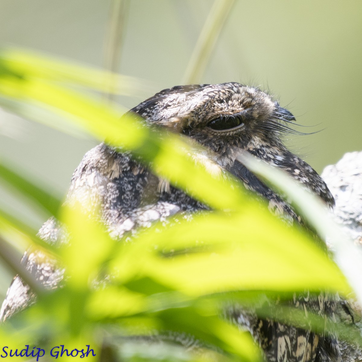 Gray Nightjar - ML646529213