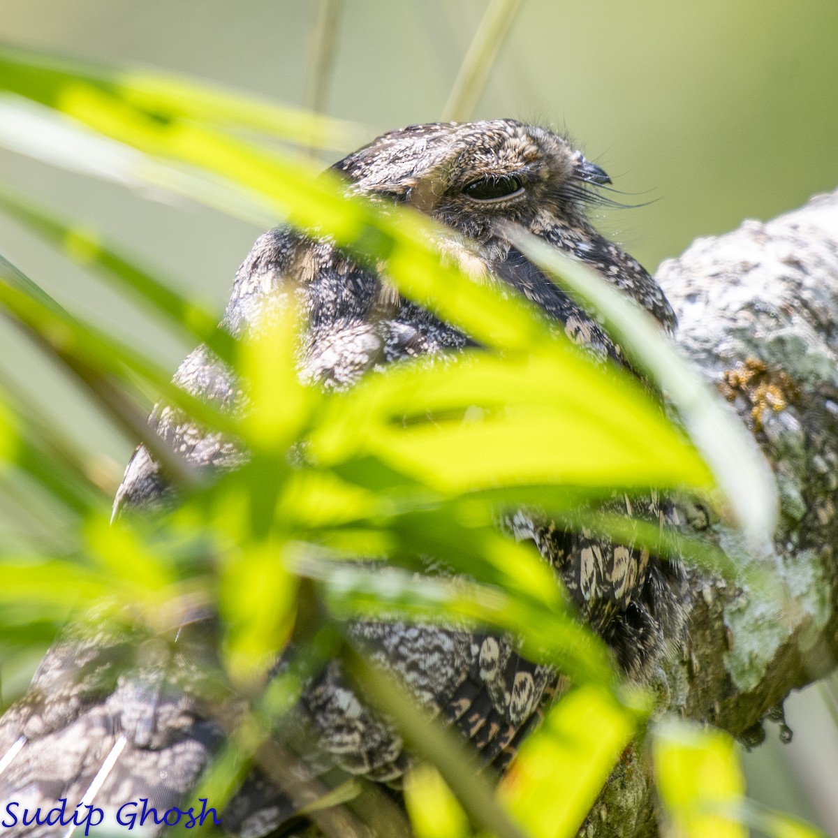 Gray Nightjar - ML646529214