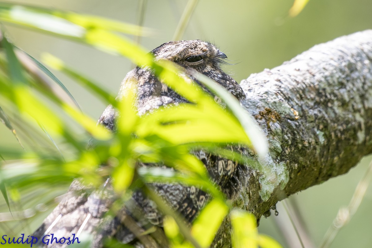 Gray Nightjar - ML646529215