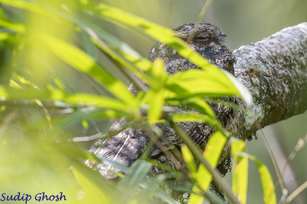 Gray Nightjar - ML646529216
