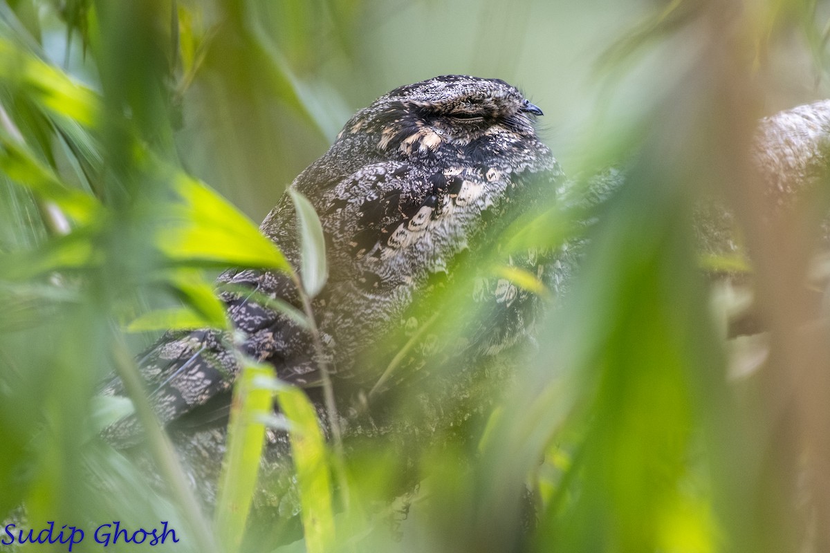 Gray Nightjar - ML646529217