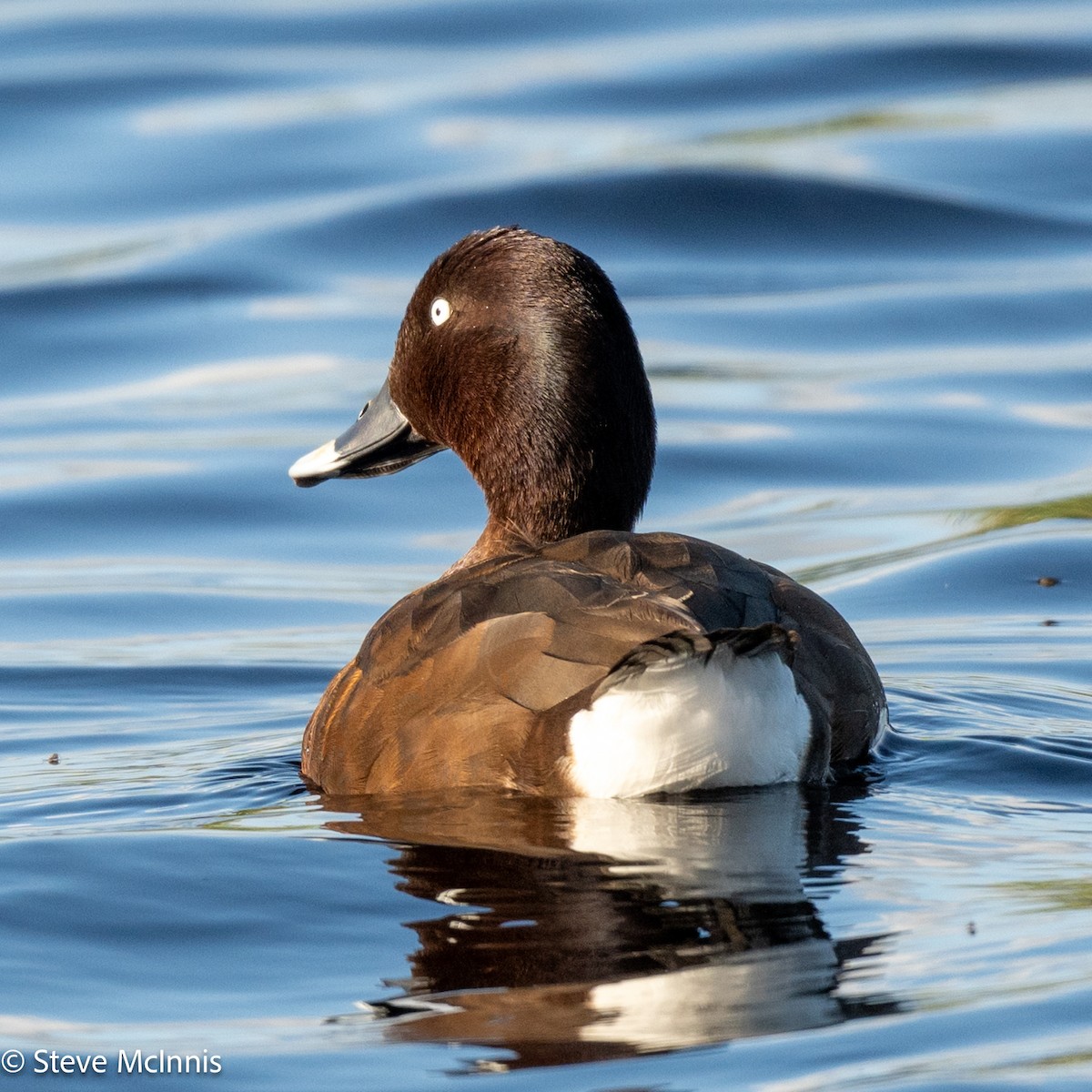 Hardhead - ML646529222