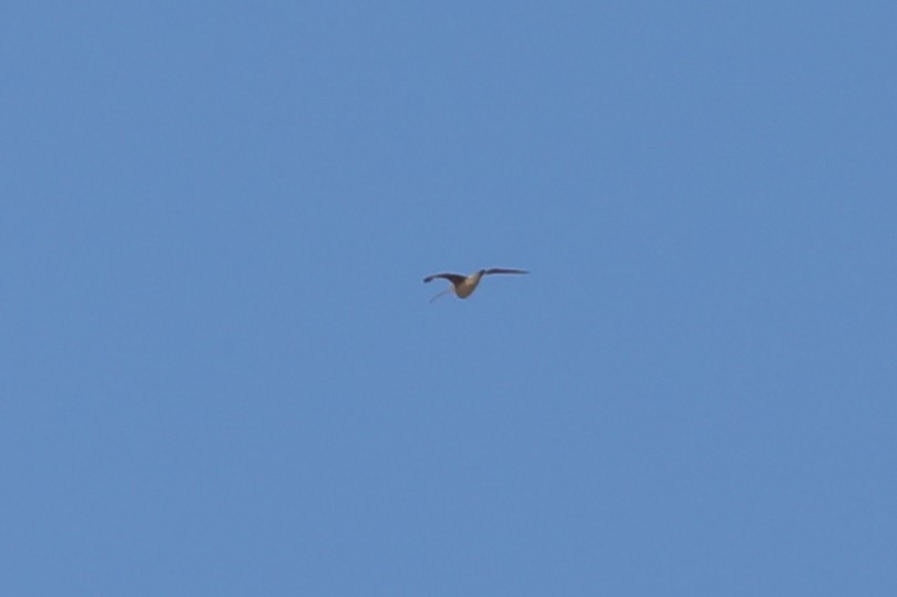 Long-billed Curlew - ML646529225