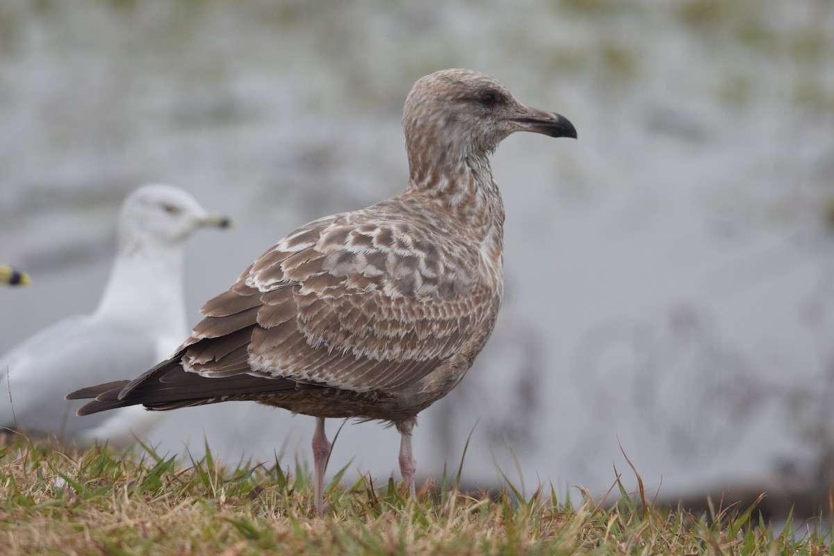 racek americký - ML646529227