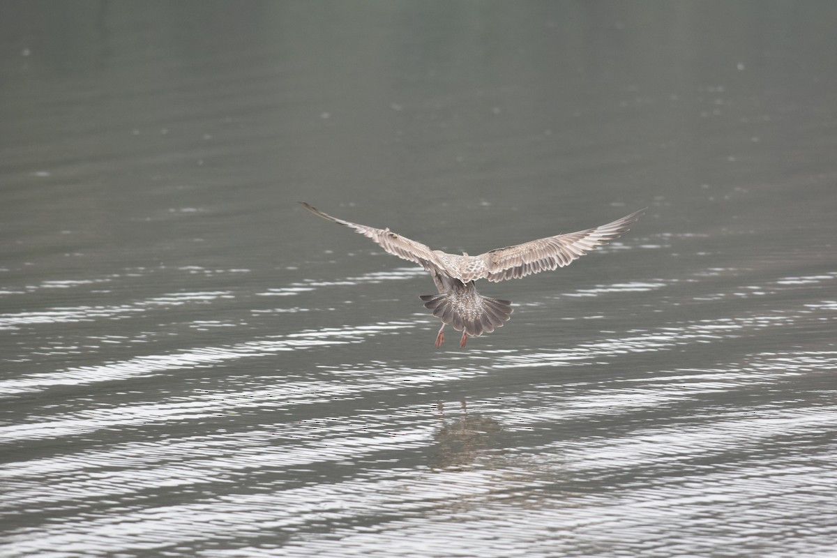 racek americký - ML646529228