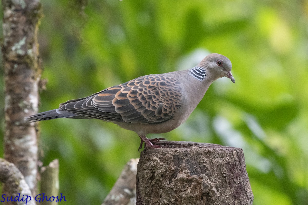 キジバト - ML646529229