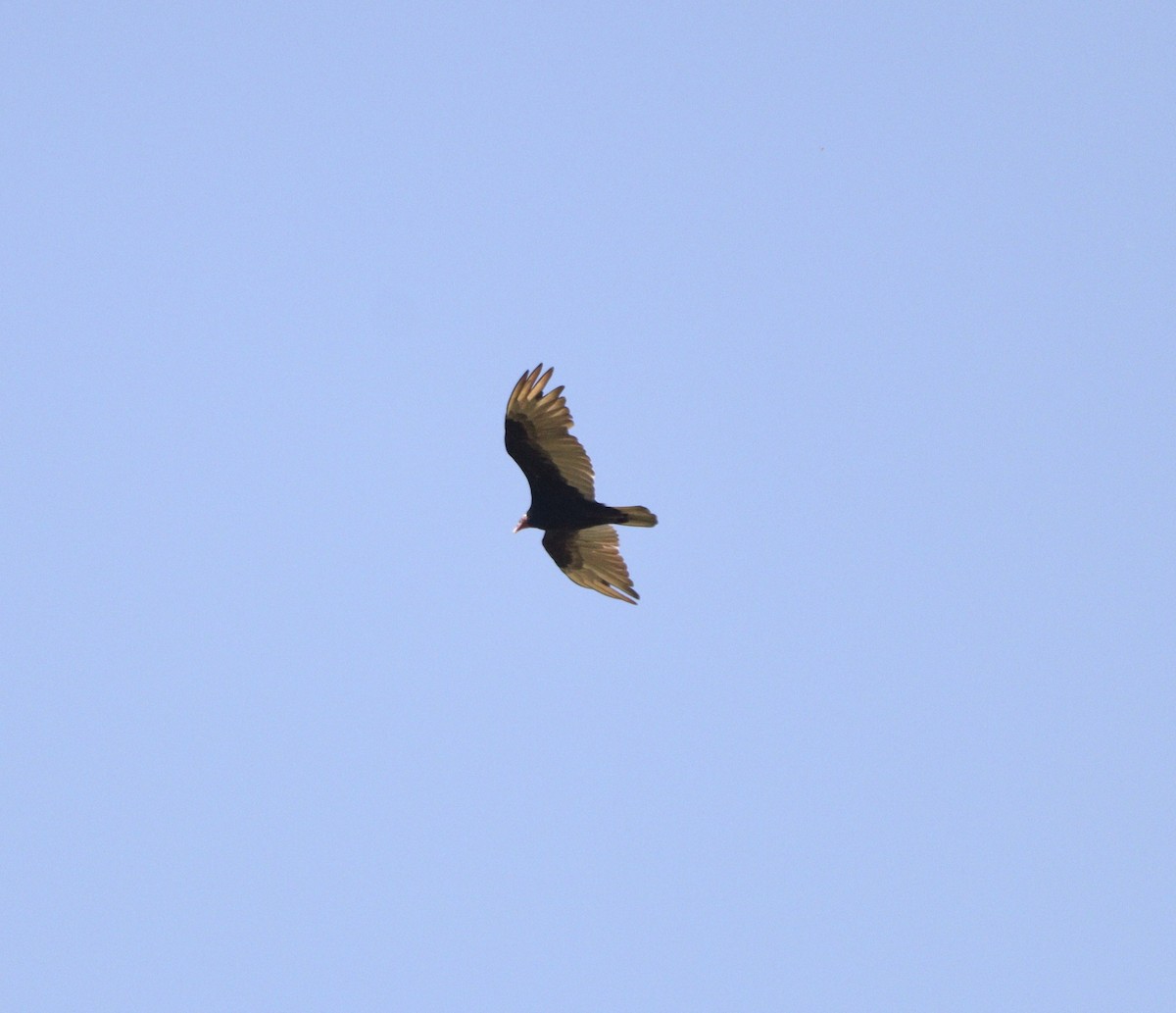 Turkey Vulture - ML646529232