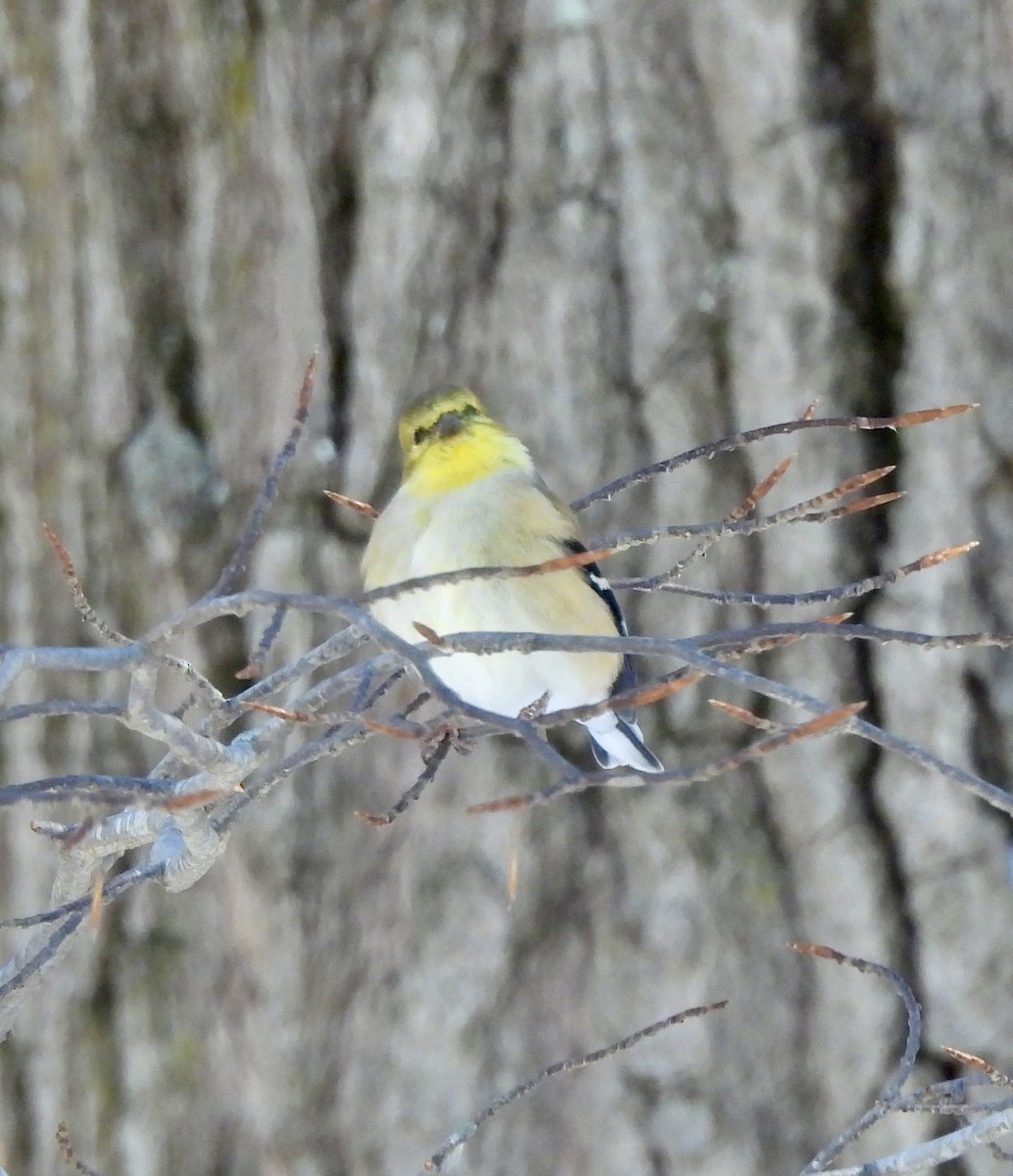 Чиж золотий - ML646529233