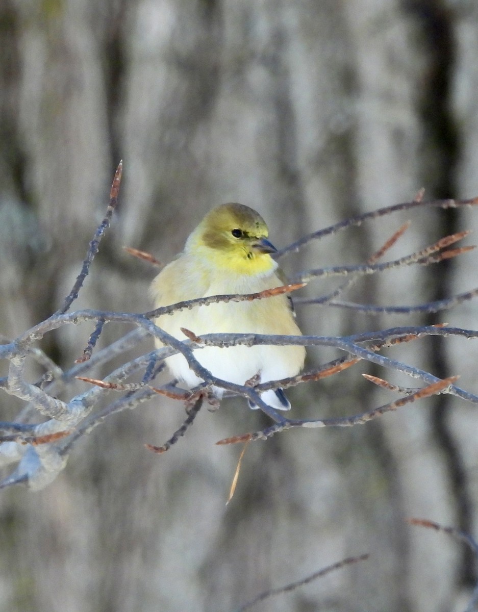 Чиж золотий - ML646529234