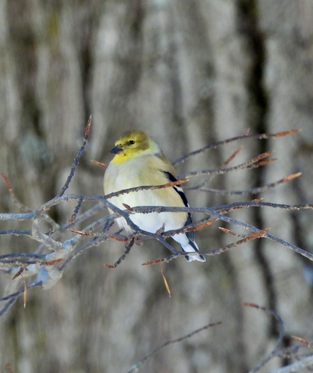 Чиж золотий - ML646529235