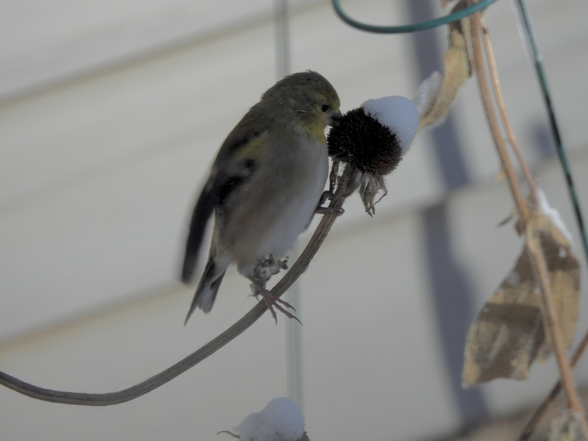 Чиж золотий - ML646529236