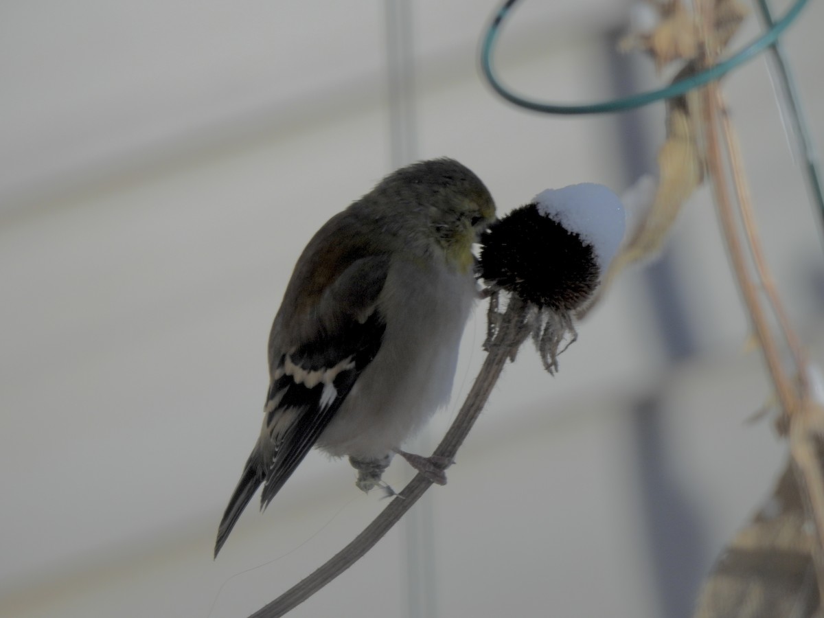 Чиж золотий - ML646529237