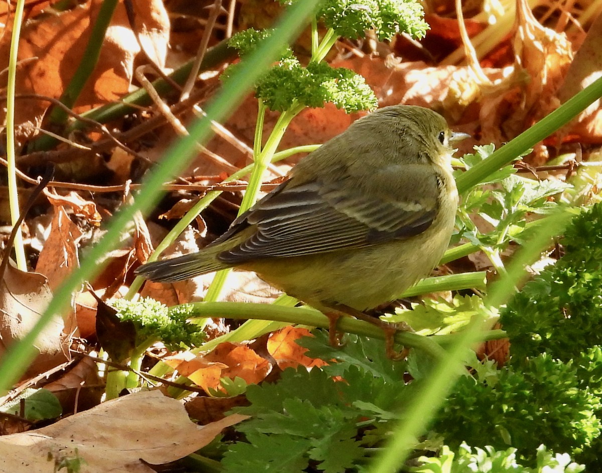 Northern Yellow Warbler - ML646529238