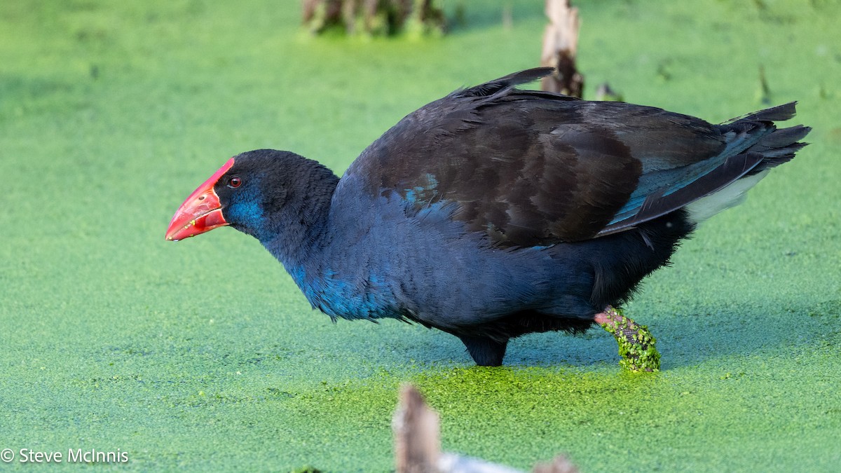 Calamón Australiano - ML646529239